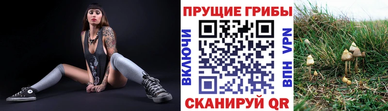 KRAKEN вход  Буинск  Псилоцибиновые грибы Cubensis 